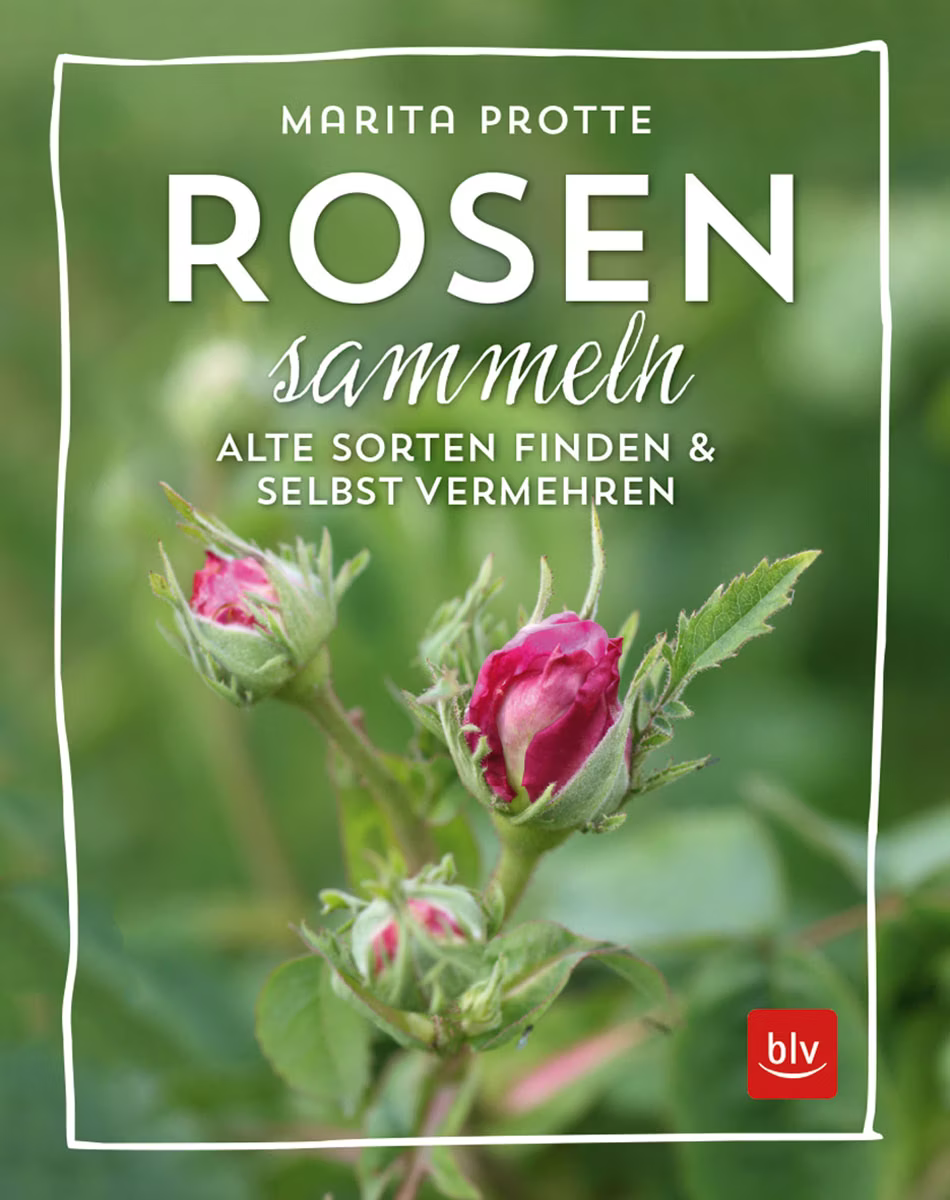 Buch Rosen sammeln - Alte Sorten finden und selbst vermehren von Marita Protte
