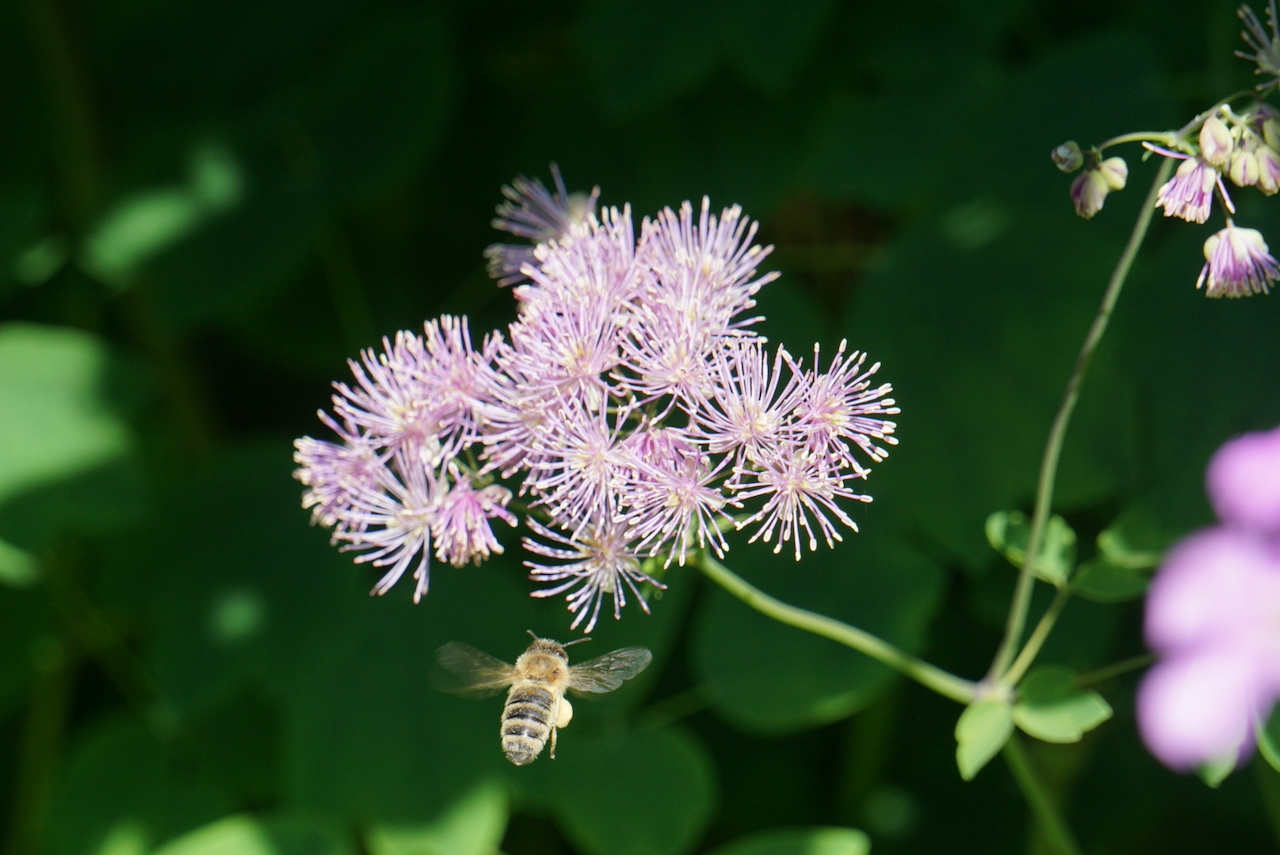 Wiesenraute mit Biene im Rosengarten am Schloßberg.