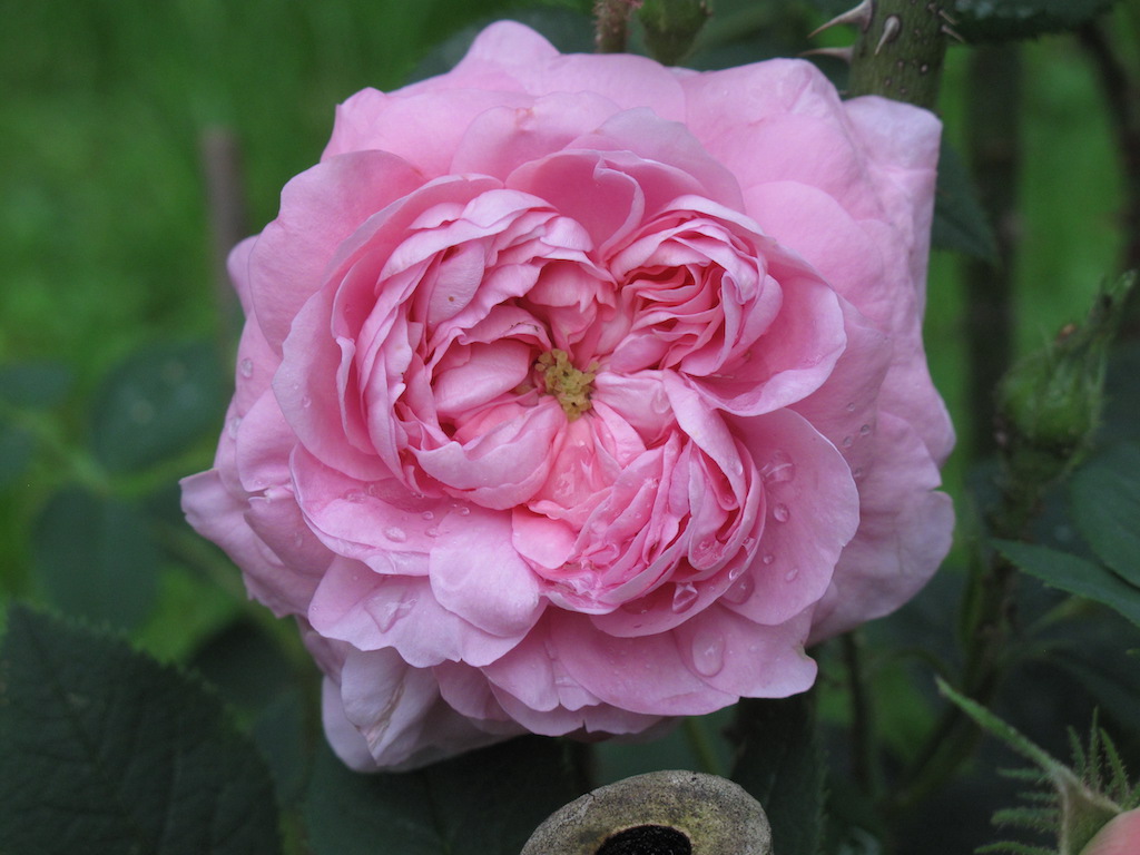 Rose Königin von Dänemark im Rosengarten am Schloßberg.