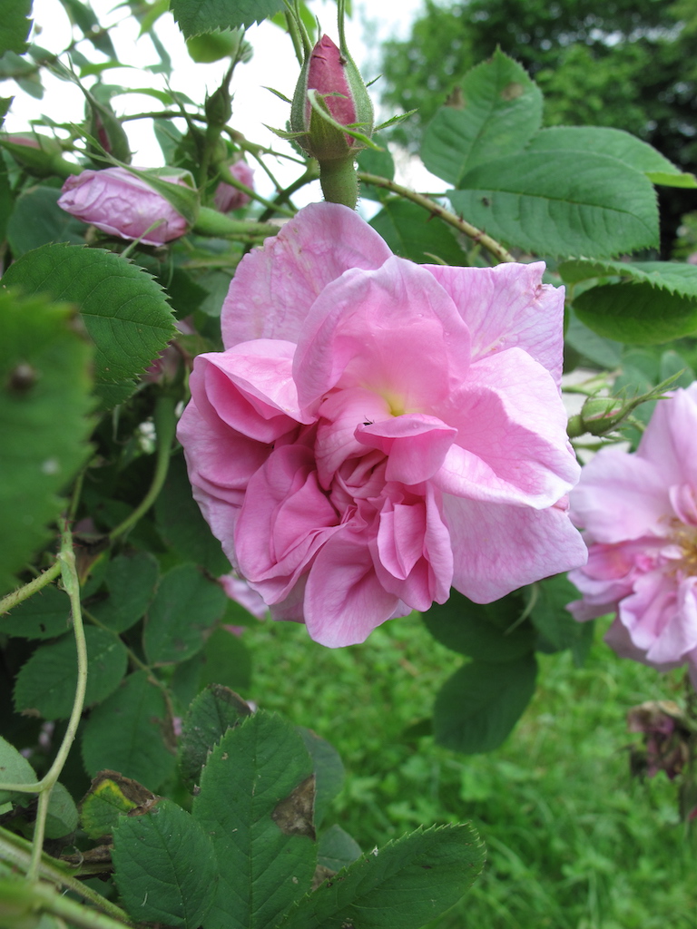 Triginitipetala Rose im Rosengarten am Schloßberg.